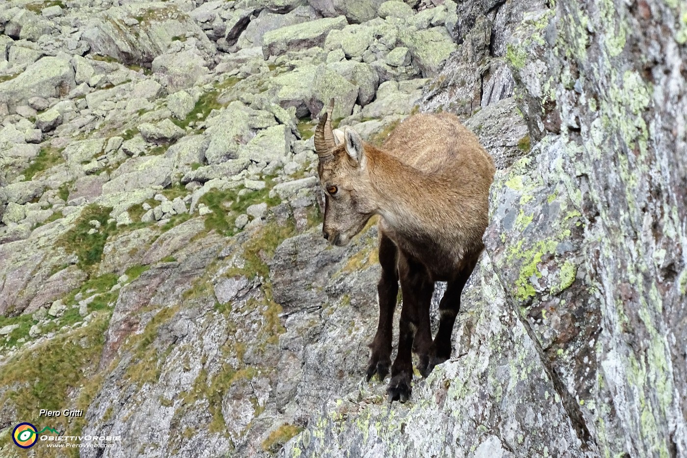 54 Stambecchi a picco sulle rocce .JPG